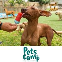 https://dinersclubperu.pe/establecimientos/storage/establecimiento/110880-pets-camp-del-boulevard-de-asia-2-pets-camp-del-boulevard-de-asia-2.jpg